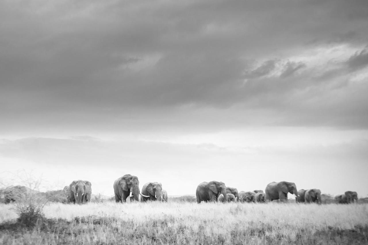 Rhino Sands Safari Camp Manyoni Private Game Reserve Dış mekan fotoğraf